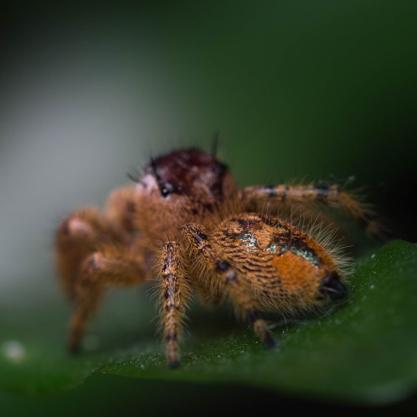 Phidippus otiosus “Orange Form” - Image 2