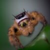 Phidippus otiosus “Orange Form” - Image 10