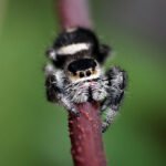 Phidippus regius “Bahamas Andros”