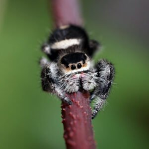Phidippus regius “Bahamas Andros”