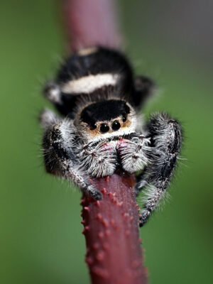 Phidippus regius “Bahamas Andros”