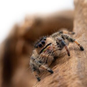 Phidippus regius “Ocala”