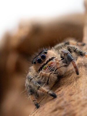Phidippus regius “Ocala”
