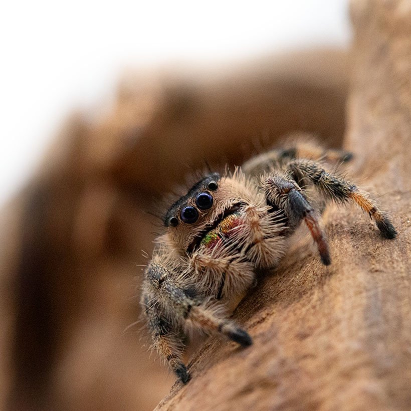 Phidippus regius “Ocala”
