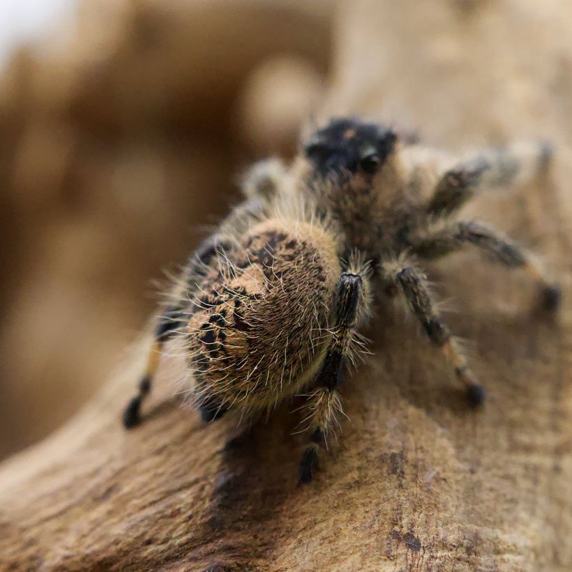 Phidippus regius “Ocala” - Image 2