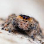 Phidippus regius “Soroa”