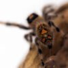 Phidippus regius “dos Gardenas” - Image 5