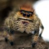 Phidippus regius “dos Gardenas” - Image 4