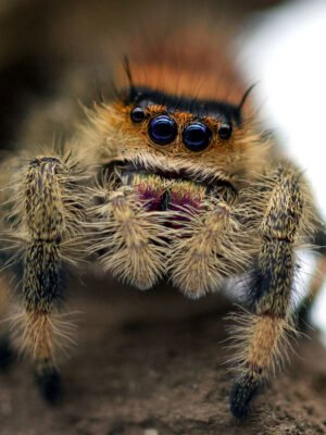 Phidippus regius “dos Gardenas”