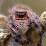 Phidippus regius “Everglades”