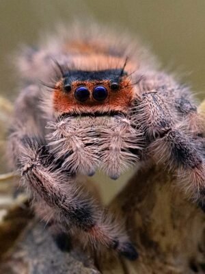 Phidippus regius “Everglades”