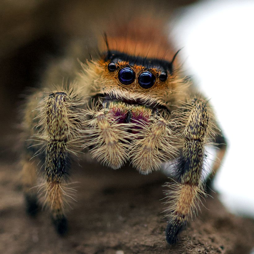 Phidippus regius “dos Gardenas” - Image 2