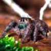 Phidippus spec. “Ometepe” - Image 8