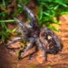 Phidippus spec. “Ometepe” - Image 6