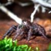 Phidippus spec. “Ometepe” - Image 7