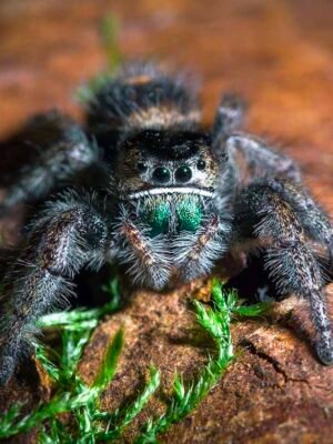 Phidippus spec. “Ometepe”