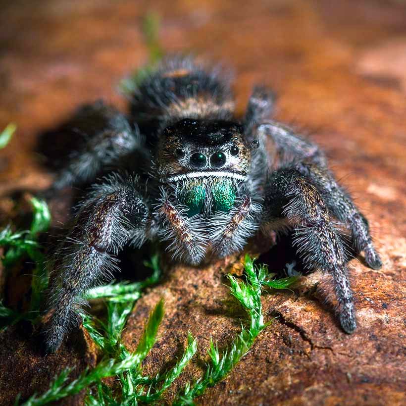 Phidippus spec. “Ometepe”