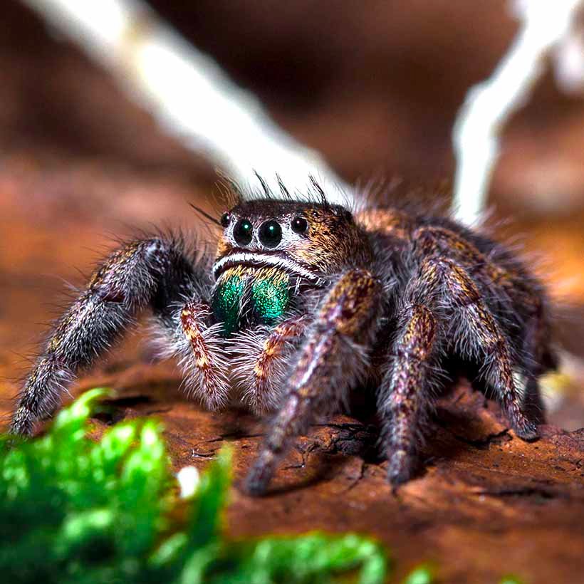 Phidippus spec. “Ometepe” - Image 4