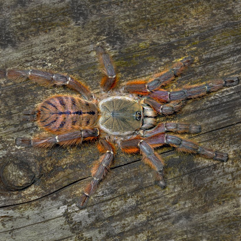 Phidippus spec. “Ometepe” - Image 19