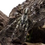 Poecilotheria regalis
