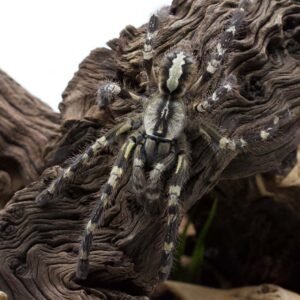 Poecilotheria regalis