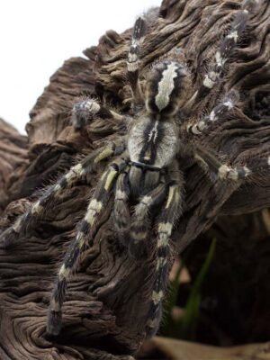 Poecilotheria regalis