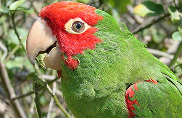 Conure Cherry Headed - Image 2