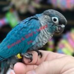 Conure DBL Violet Green Cheek