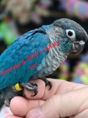 Conure DBL Violet Green Cheek