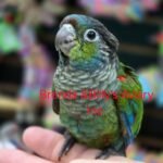 Conure Crimson Belly