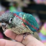 Conure SF Violet Yellow Sided