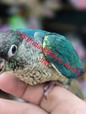 Conure SF Violet Yellow Sided