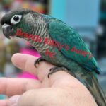 Conure Green cheek - Turquoise