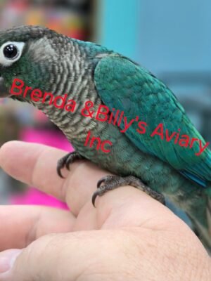 Conure Green cheek - Turquoise