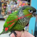 Conure Black Cap