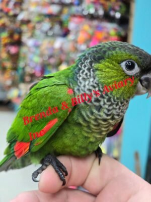 Conure Black Cap