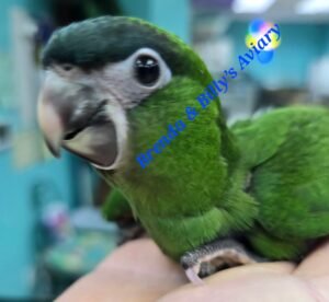 Macaw Hahns