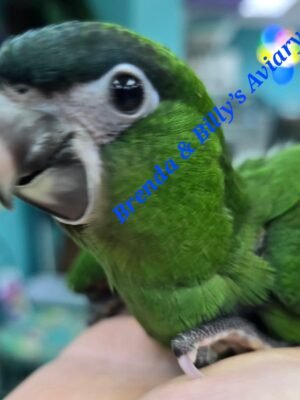 Macaw  Hahns