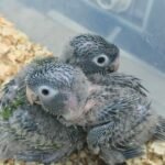 Conure Blue Crown