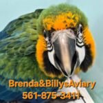 Macaw  Catalina