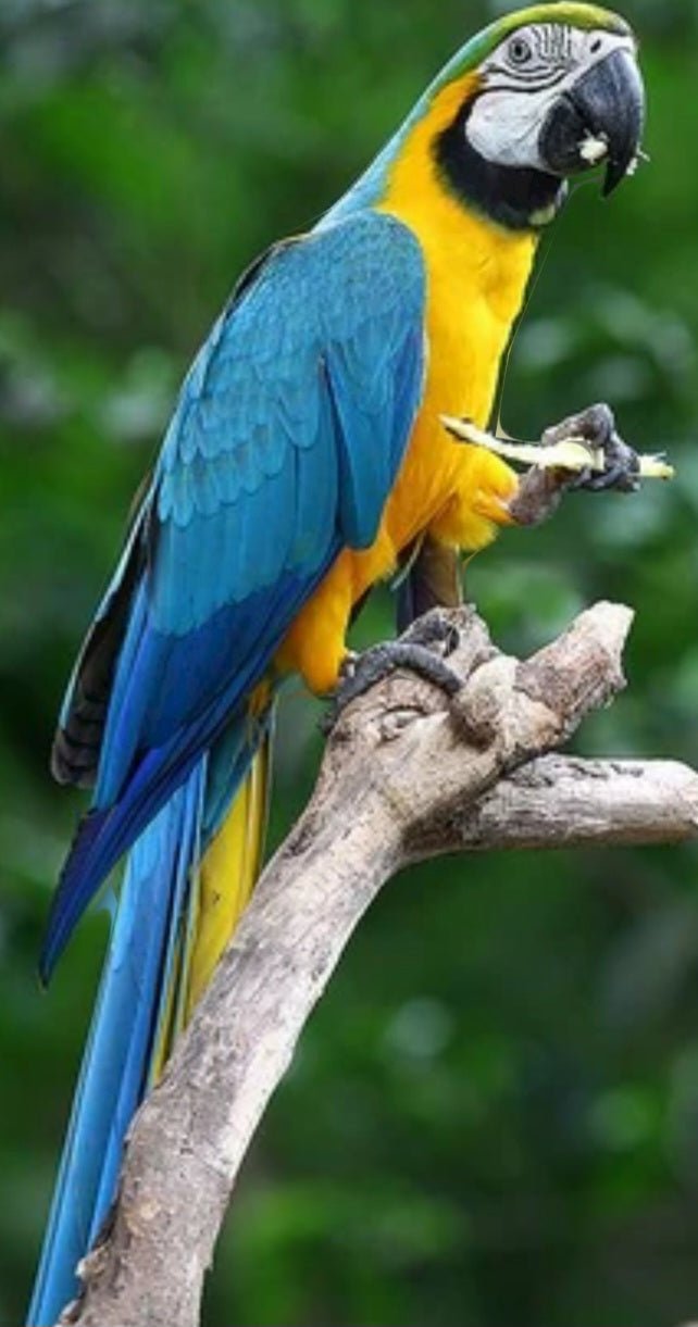 Macaw Blue & Gold - Image 3