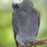 African Gray Congo