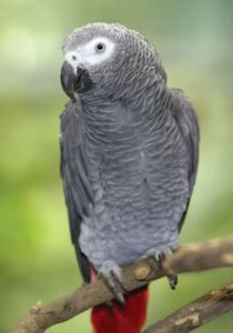 African Gray Congo
