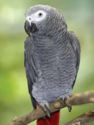 African Gray Congo - Image 1