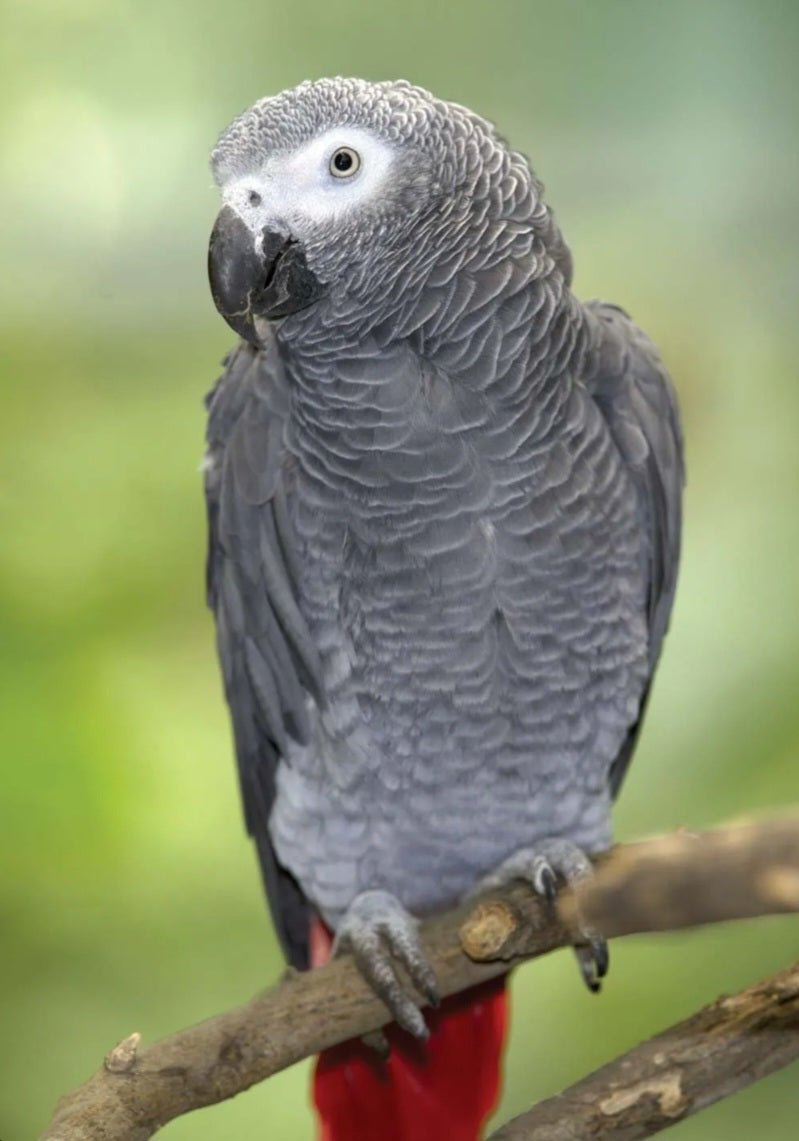 African Gray Congo