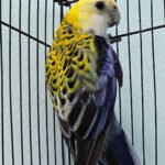 Rosella - Pale Head aka Mealy