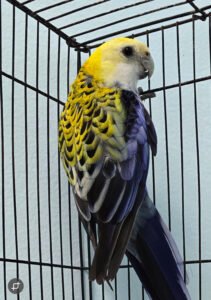 Rosella - Pale Head aka Mealy