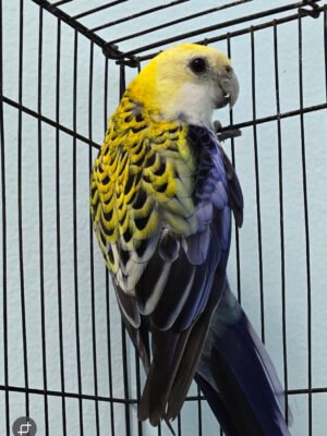 Rosella  - Pale Head aka Mealy