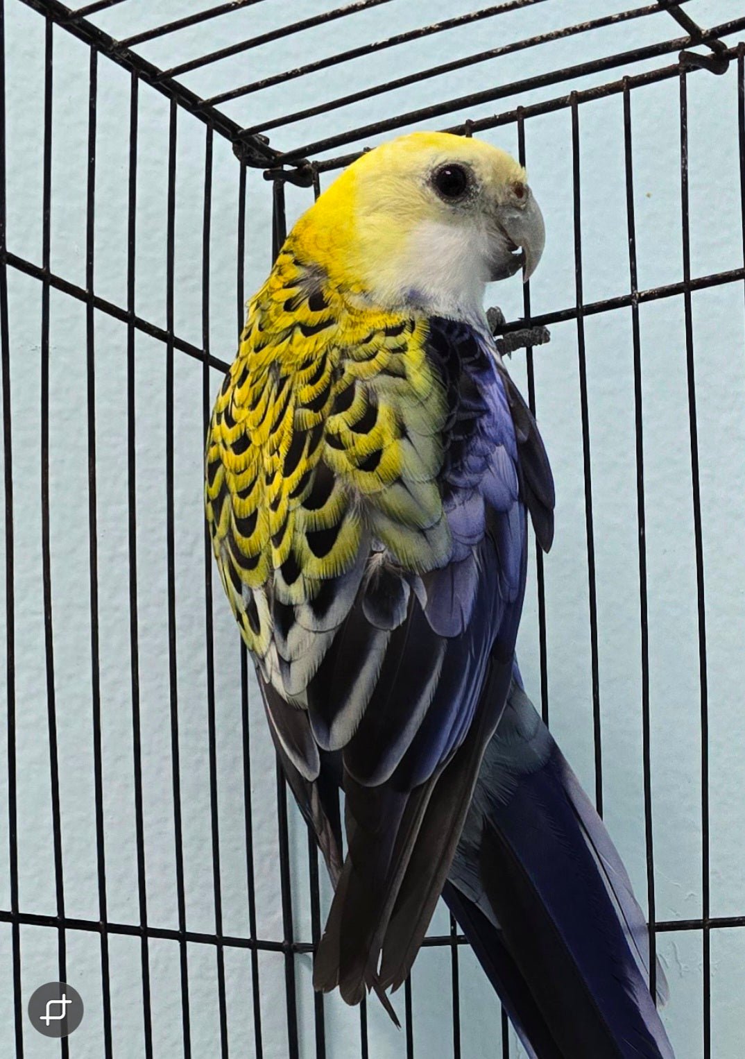 Rosella - Pale Head aka Mealy