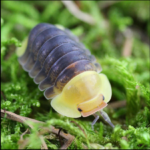 rubber ducky isopod
